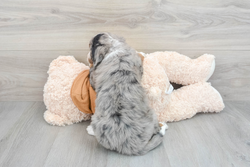 Petite Mini Bernedoodle Poodle Mix Pup