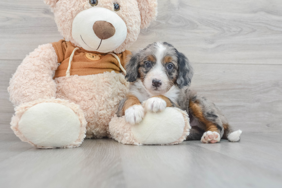 Little Mini Berniedoodle Poodle Mix Puppy