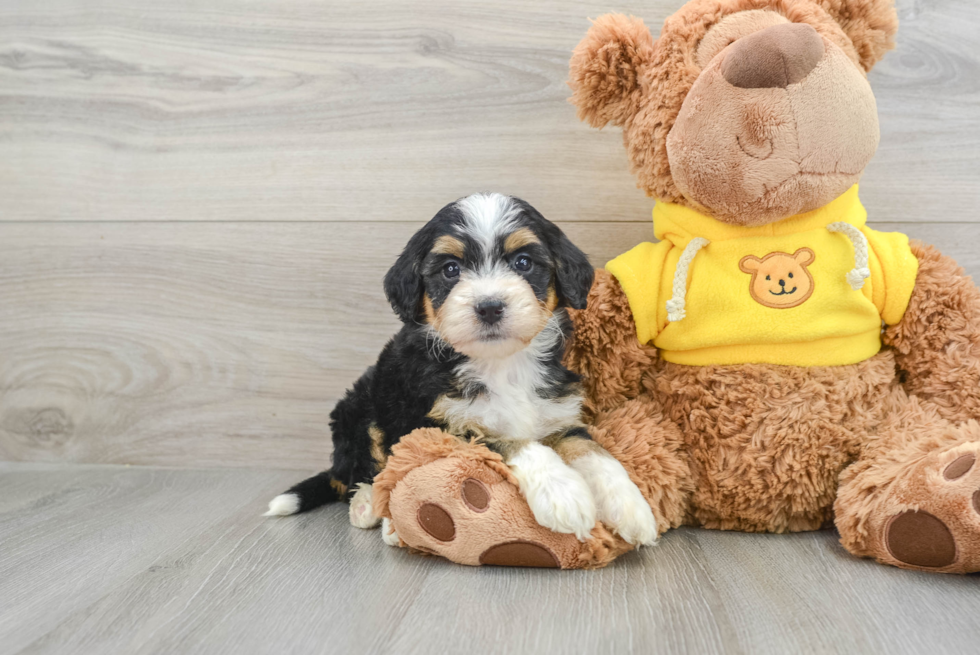 Mini Bernedoodle Pup Being Cute