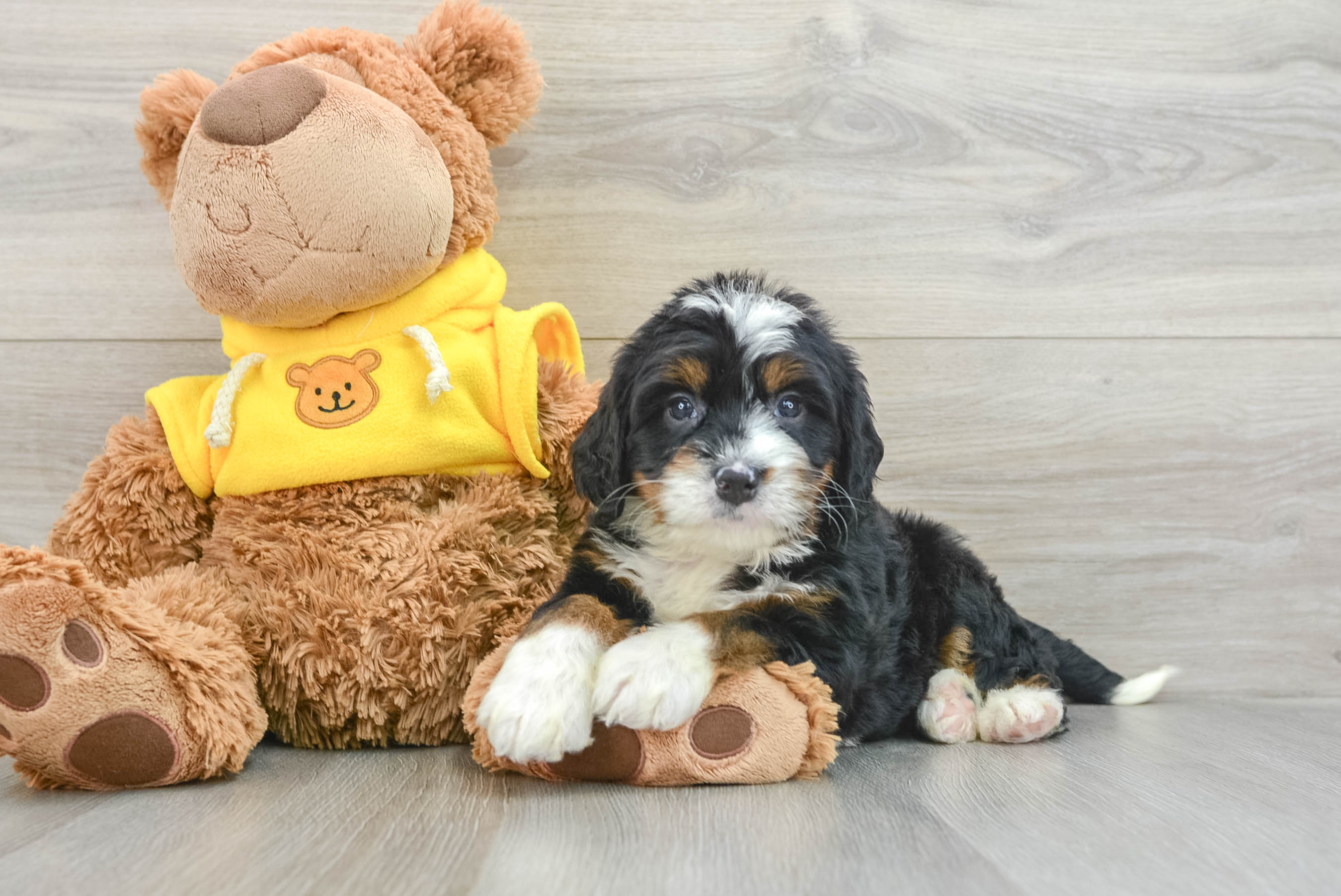 Cute Mini Bernedoodle Baby