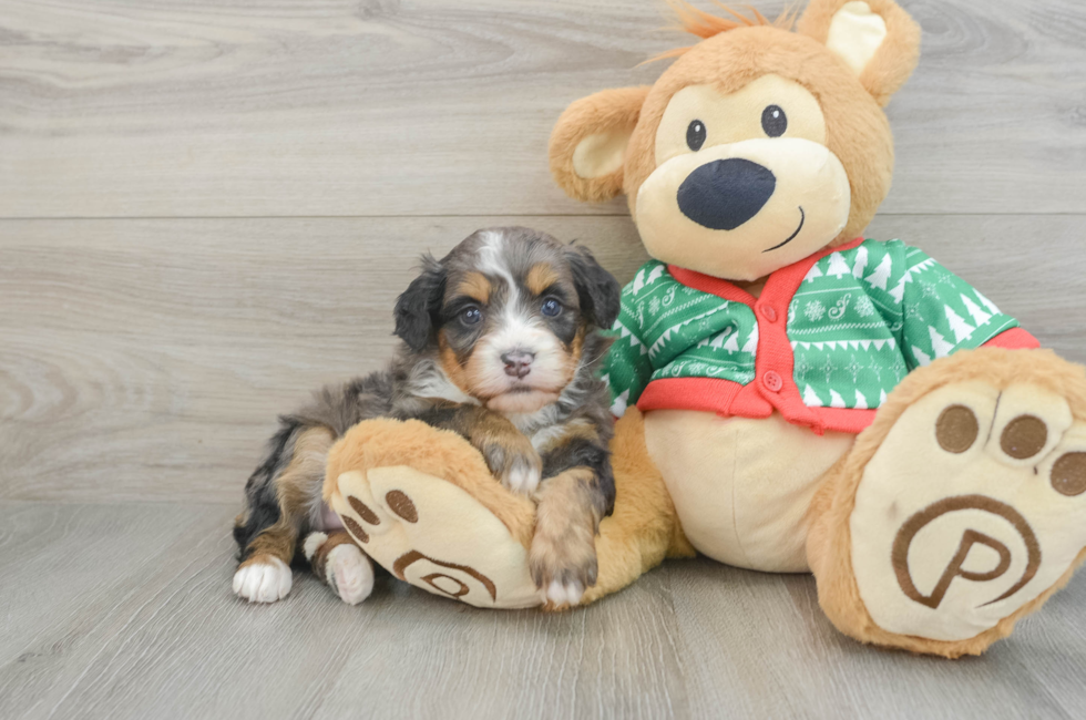 5 week old Mini Bernedoodle Puppy For Sale - Seaside Pups