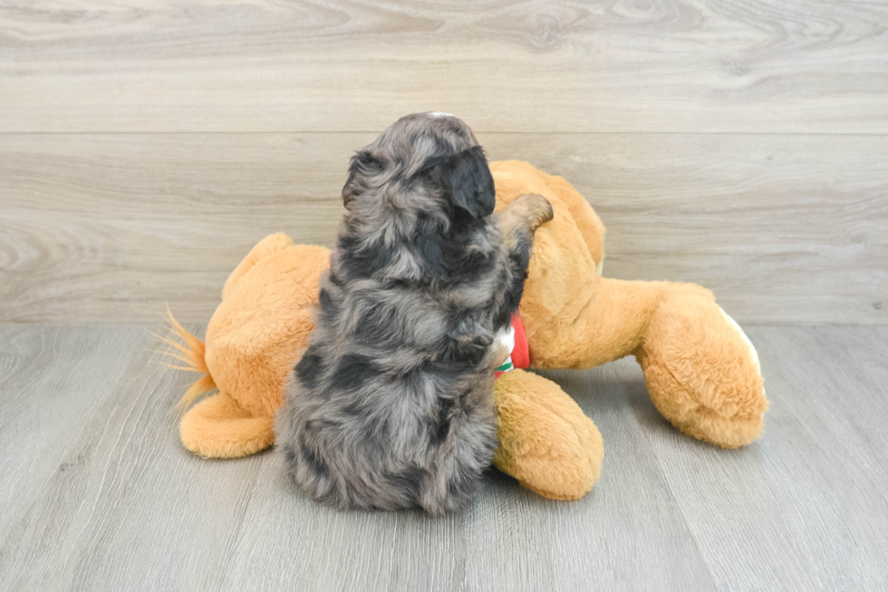 Sweet Mini Bernedoodle Baby