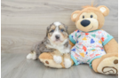 Fluffy Mini Bernedoodle Poodle Mix Pup