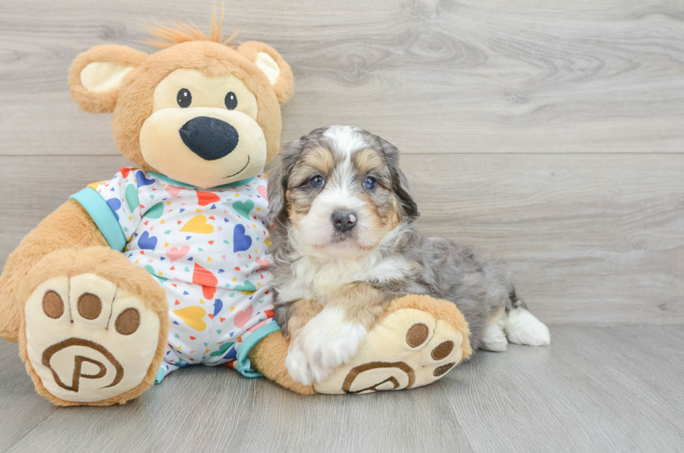 6 week old Mini Bernedoodle Puppy For Sale - Seaside Pups