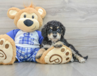 7 week old Mini Bernedoodle Puppy For Sale - Seaside Pups