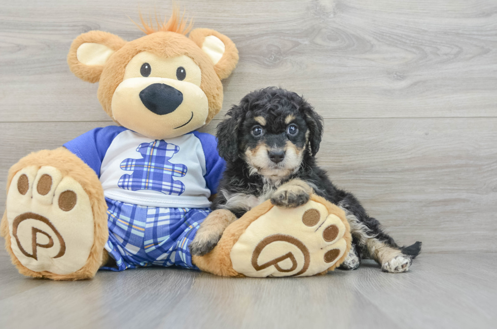 7 week old Mini Bernedoodle Puppy For Sale - Seaside Pups