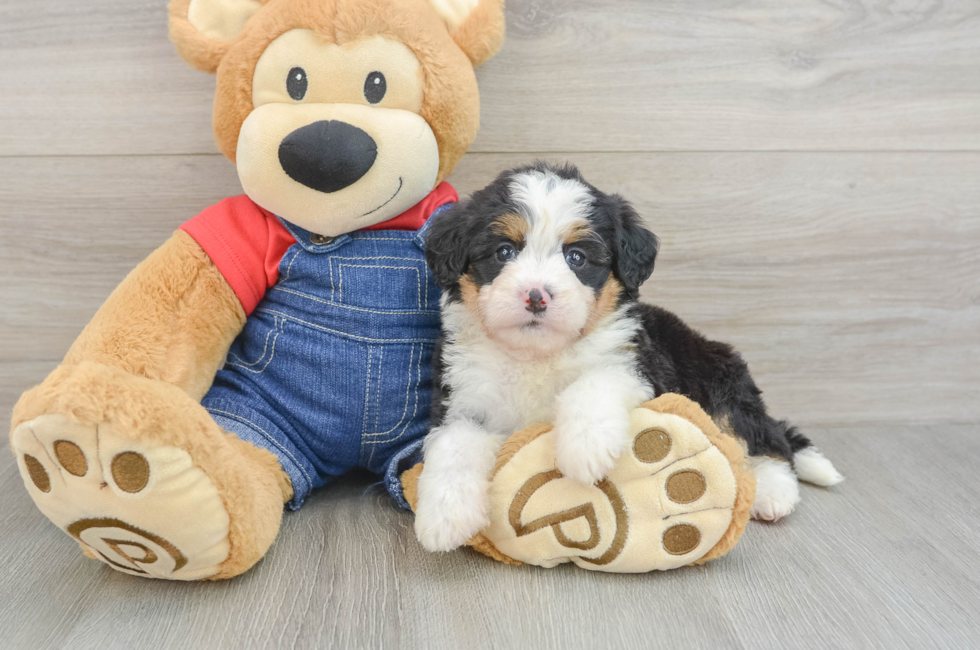 5 week old Mini Bernedoodle Puppy For Sale - Seaside Pups