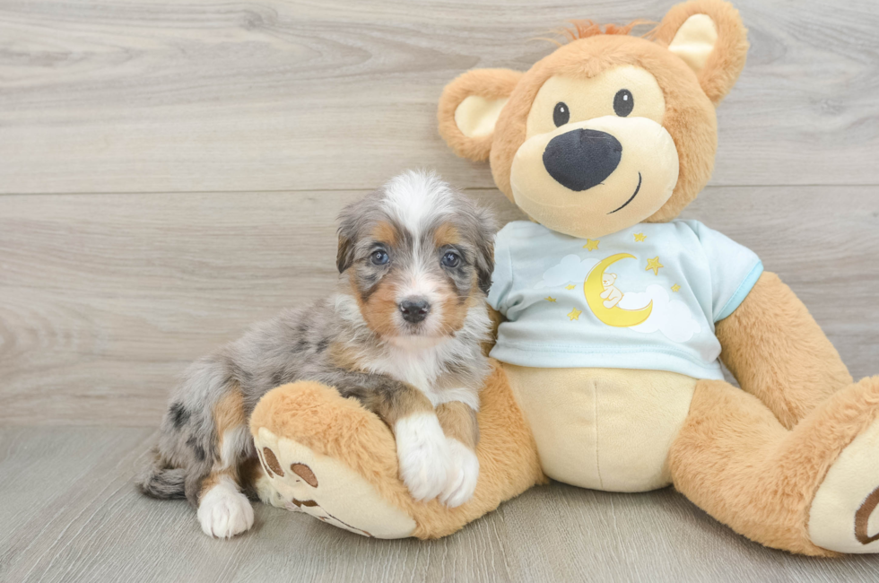 5 week old Mini Bernedoodle Puppy For Sale - Seaside Pups