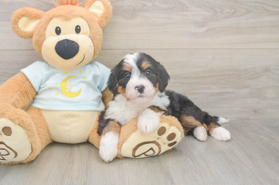 5 week old Mini Bernedoodle Puppy For Sale - Seaside Pups