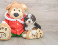5 week old Mini Bernedoodle Puppy For Sale - Seaside Pups