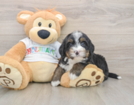 7 week old Mini Bernedoodle Puppy For Sale - Seaside Pups