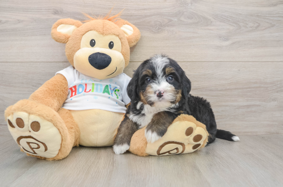 5 week old Mini Bernedoodle Puppy For Sale - Seaside Pups