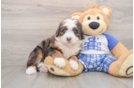 Mini Bernedoodle Puppy for Adoption