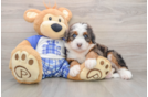 Hypoallergenic Bernadoodle Poodle Mix Puppy