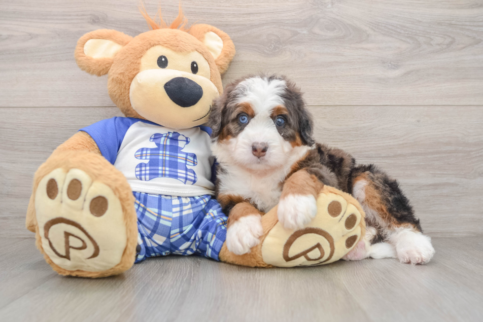 Hypoallergenic Bernadoodle Poodle Mix Puppy