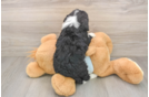 Best Mini Bernedoodle Baby