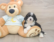 7 week old Mini Bernedoodle Puppy For Sale - Seaside Pups