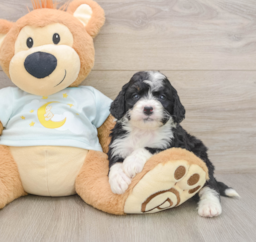 7 week old Mini Bernedoodle Puppy For Sale - Seaside Pups