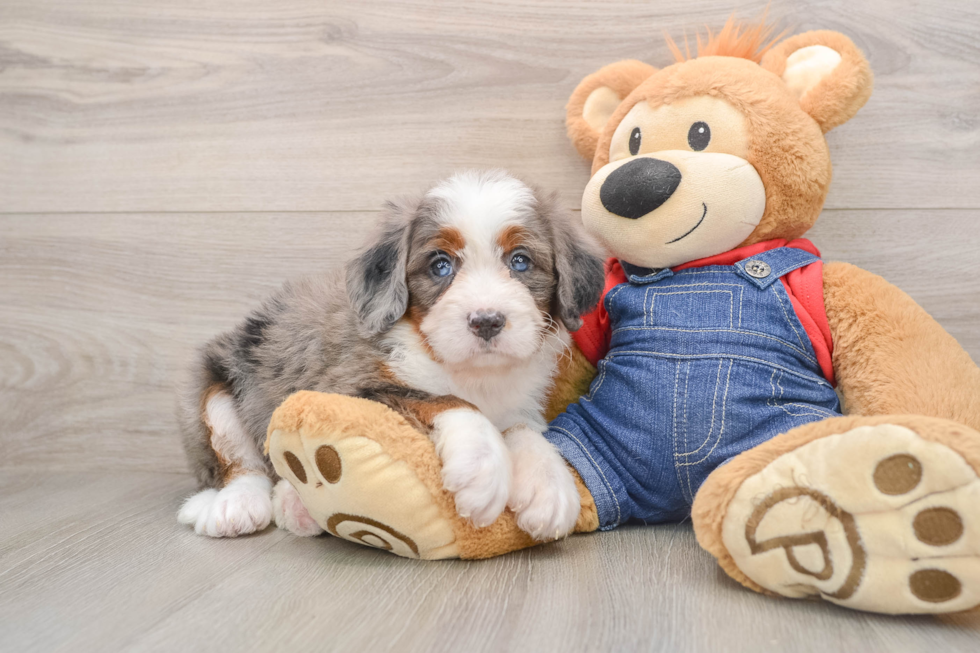 Adorable Bernese Doodle Poodle Mix Puppy