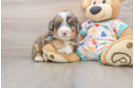 Adorable Mini Bernese Poodle Poodle Mix Puppy