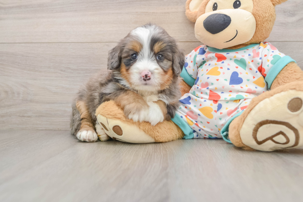 Adorable Mini Bernese Poodle Poodle Mix Puppy