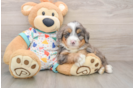 Mini Bernedoodle Pup Being Cute