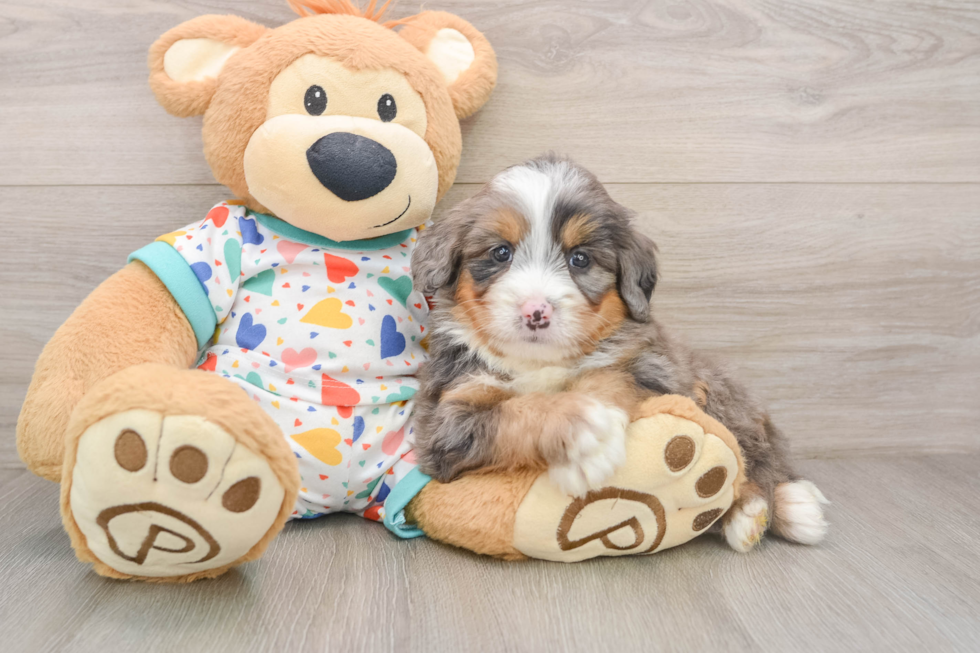 Mini Bernedoodle Pup Being Cute