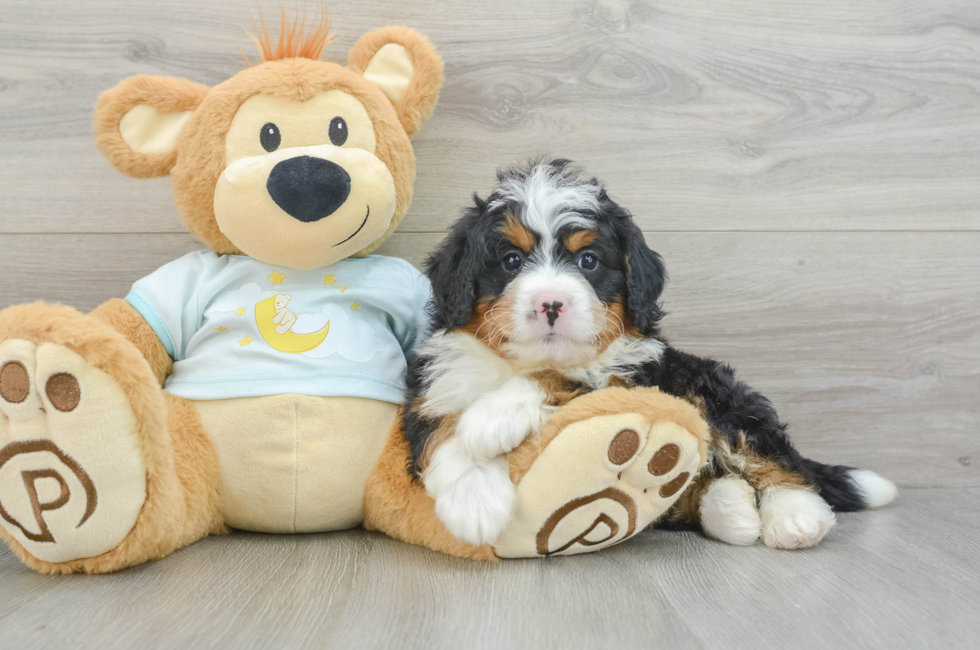 6 week old Mini Bernedoodle Puppy For Sale - Seaside Pups