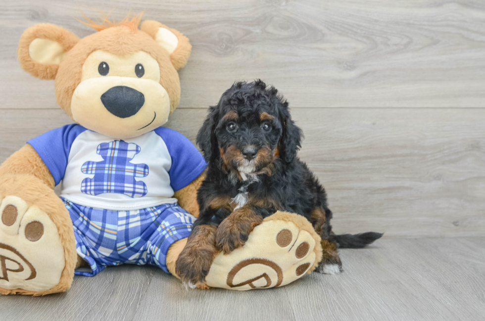 6 week old Mini Bernedoodle Puppy For Sale - Seaside Pups