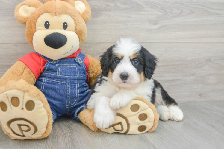 Mini Bernedoodle Puppy for Adoption