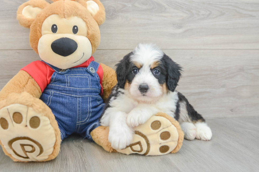 5 week old Mini Bernedoodle Puppy For Sale - Seaside Pups