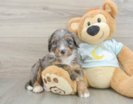 5 week old Mini Bernedoodle Puppy For Sale - Seaside Pups