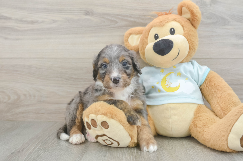 5 week old Mini Bernedoodle Puppy For Sale - Seaside Pups