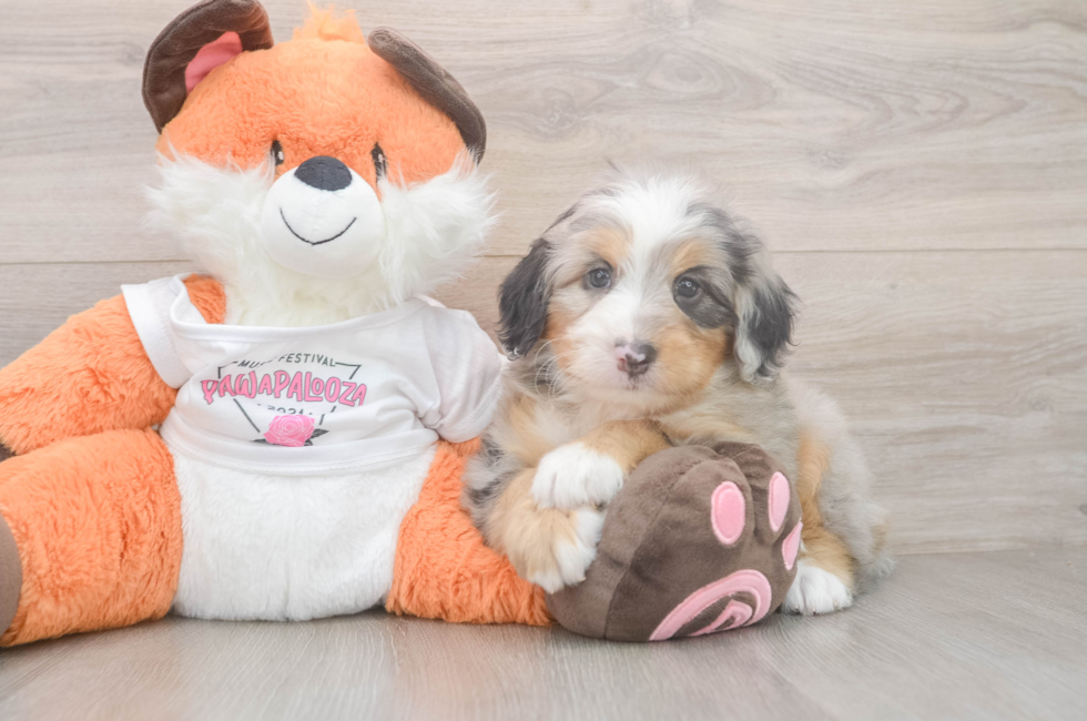 5 week old Mini Bernedoodle Puppy For Sale - Seaside Pups