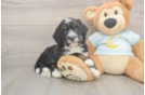 Small Mini Bernedoodle Baby