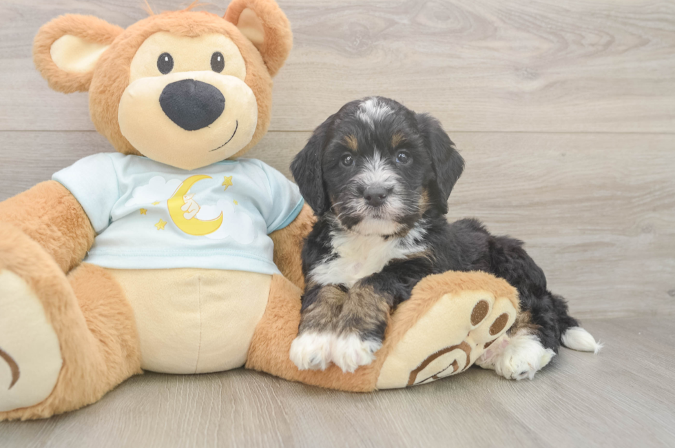 5 week old Mini Bernedoodle Puppy For Sale - Seaside Pups