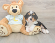 5 week old Mini Bernedoodle Puppy For Sale - Seaside Pups