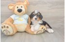 Little Mini Bernepoo Poodle Mix Puppy