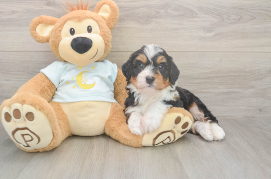 Little Mini Bernepoo Poodle Mix Puppy