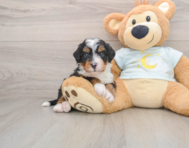 5 week old Mini Bernedoodle Puppy For Sale - Seaside Pups