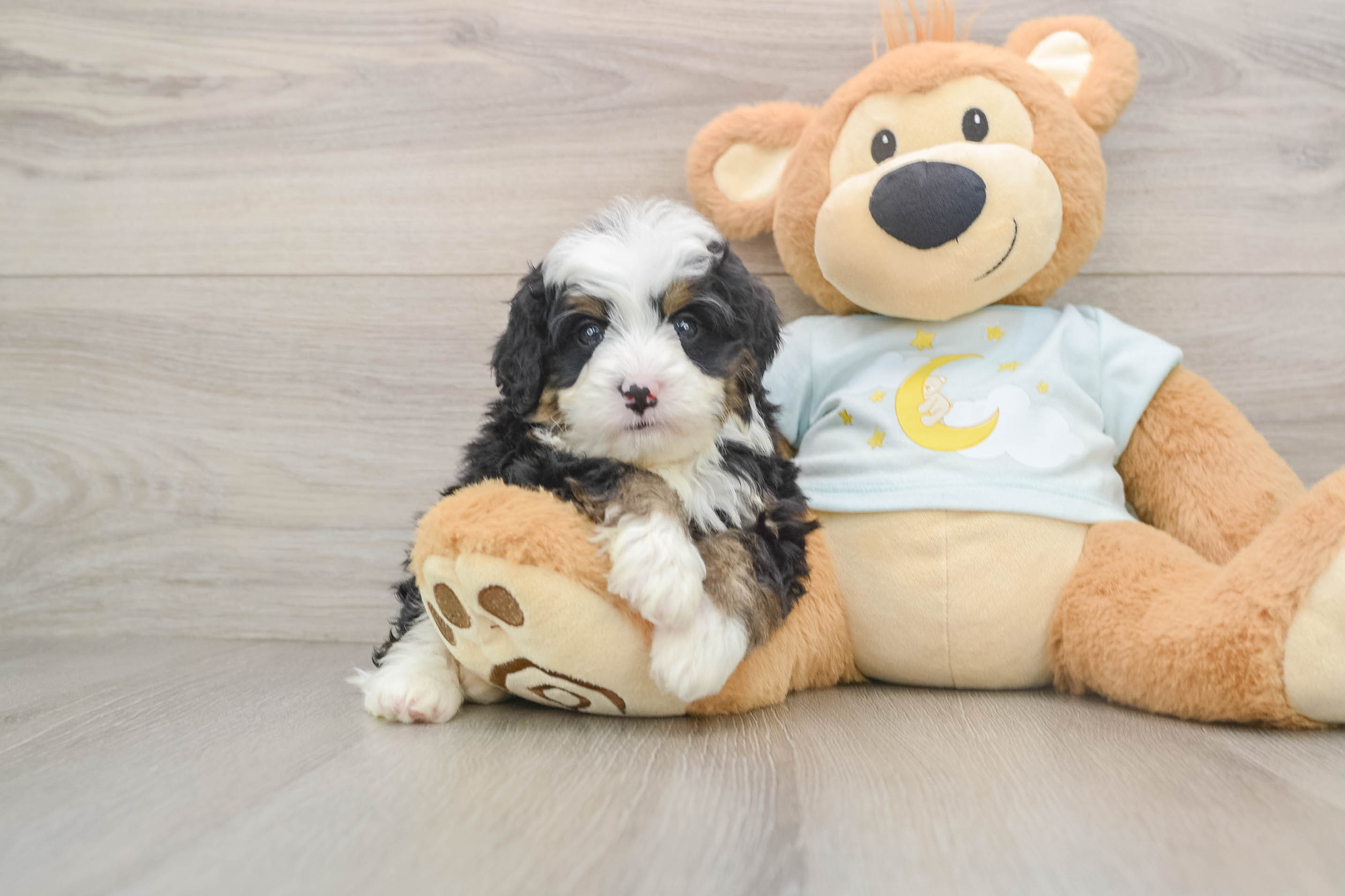 Best Mini Bernedoodle Baby
