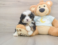 6 week old Mini Bernedoodle Puppy For Sale - Seaside Pups