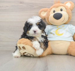 7 week old Mini Bernedoodle Puppy For Sale - Seaside Pups
