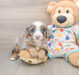 6 week old Mini Bernedoodle Puppy For Sale - Seaside Pups