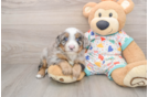 Friendly Mini Bernedoodle Baby