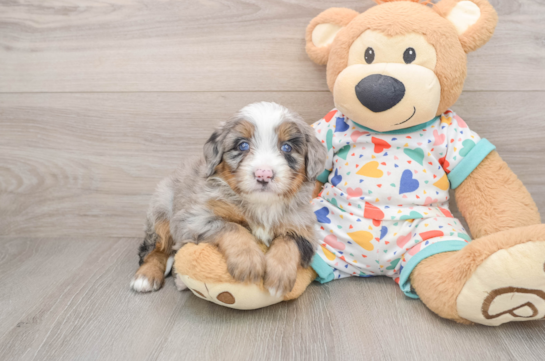Friendly Mini Bernedoodle Baby