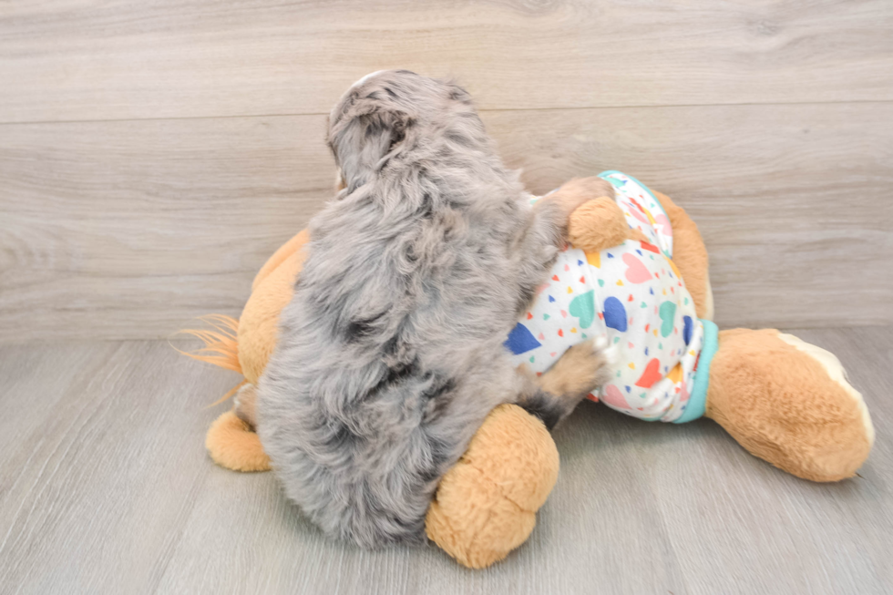 Mini Bernedoodle Puppy for Adoption
