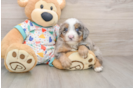 Mini Bernedoodle Puppy for Adoption