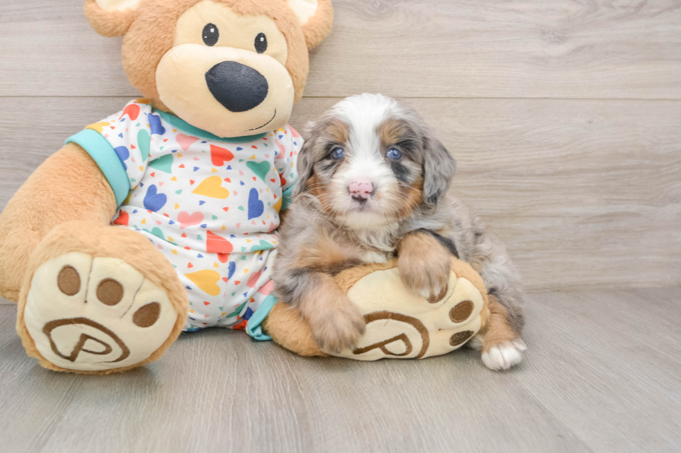 Mini Bernedoodle Puppy for Adoption