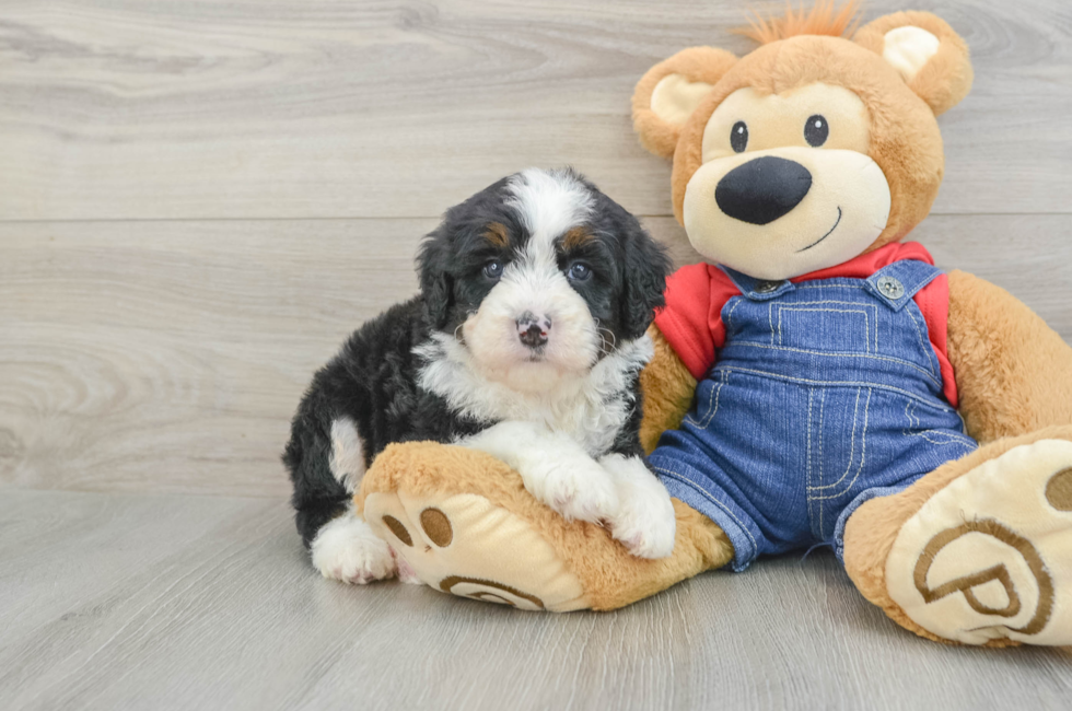 5 week old Mini Bernedoodle Puppy For Sale - Seaside Pups